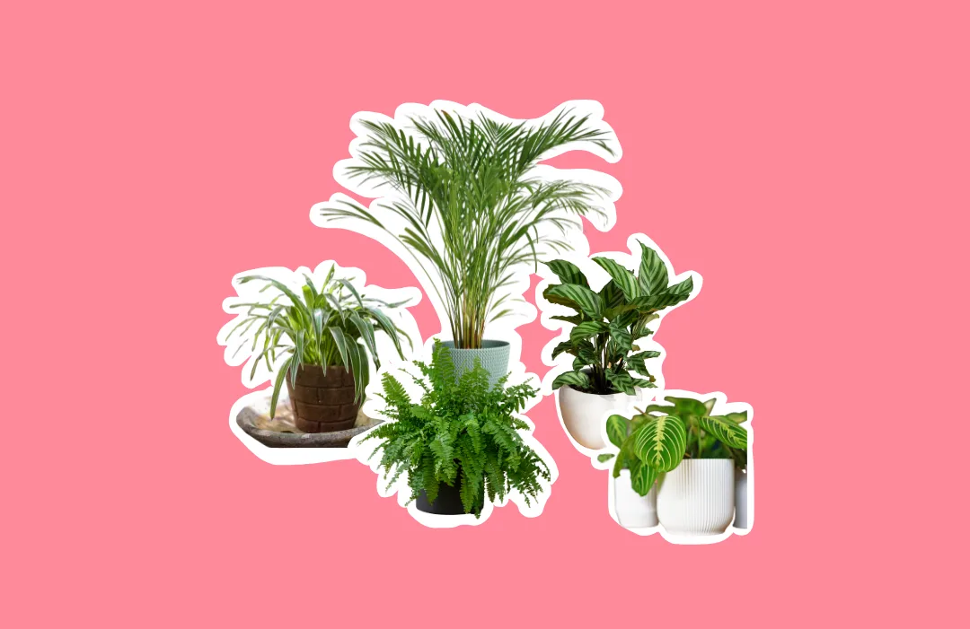 des-plantes-dinterieur-faciles-a-entretenir-sans-danger-pour-tes-animaux-et-qui-travaillent-dans-ta-maison-cest-possible